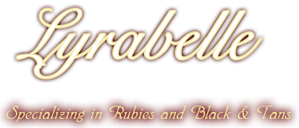 Lyrabelle - Cavalier King Charles Spaniels